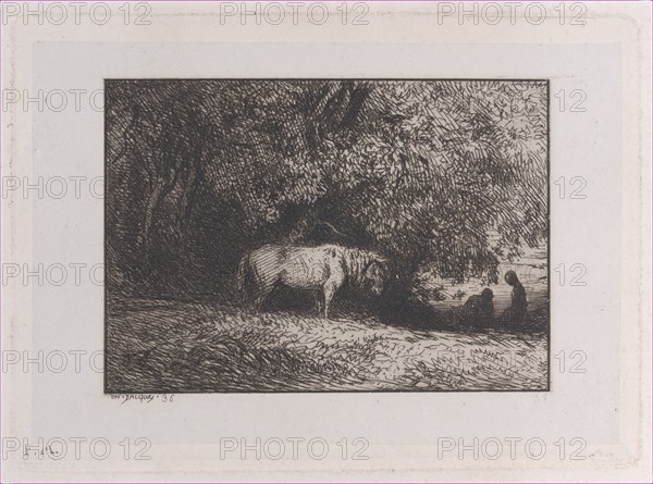 Horse Under a Tree Branch