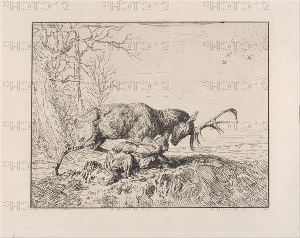 Stag Fighting a Wolf