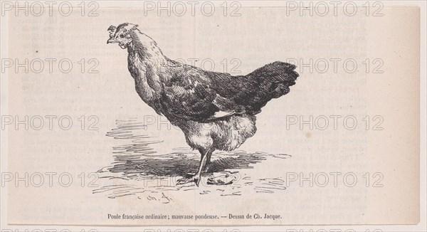 Poule française ordinaire; mauvaise pondeuse.; from Magasin Pittoresque