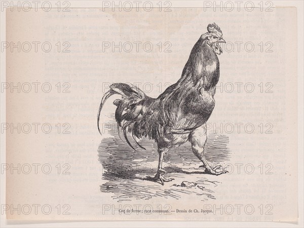 Coq de ferme; race commune.; from Magasin Pittoresque