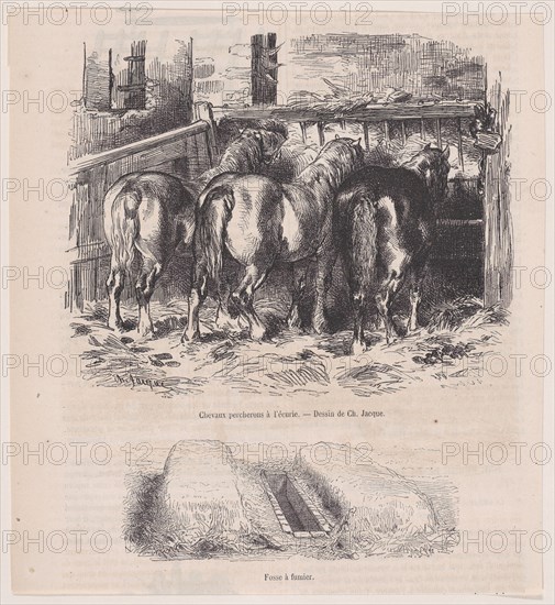 Chevaux percherons à l'écurie; Fosse à fumier; from Magasin Pittoresque