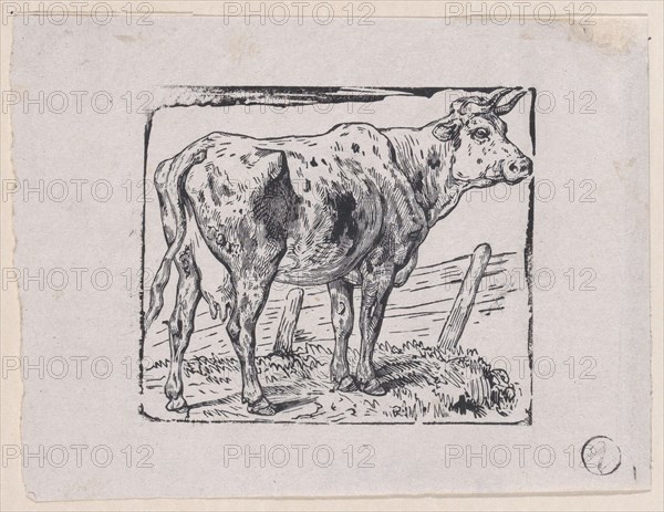 A Cow