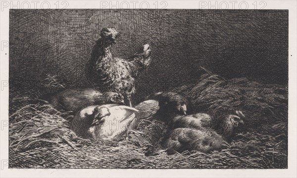 Poules