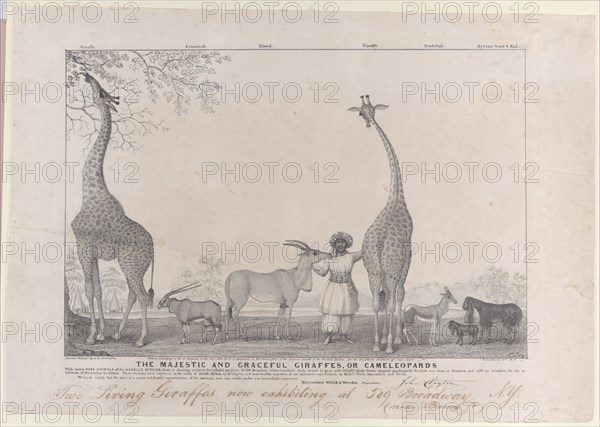 The Majestic and Graceful Giraffes