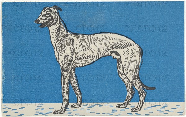 Greyhound