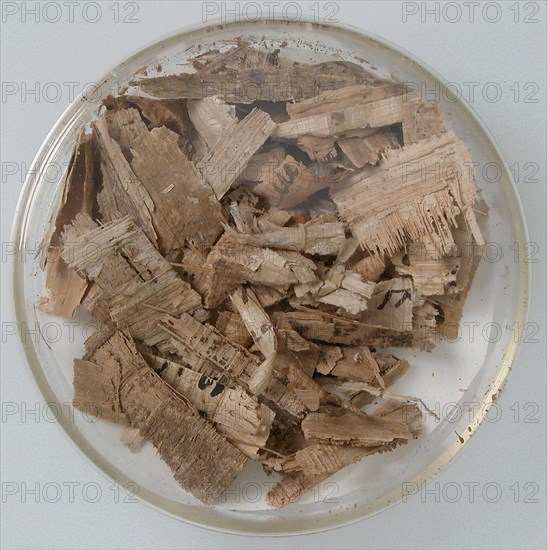 Papyri Fragments