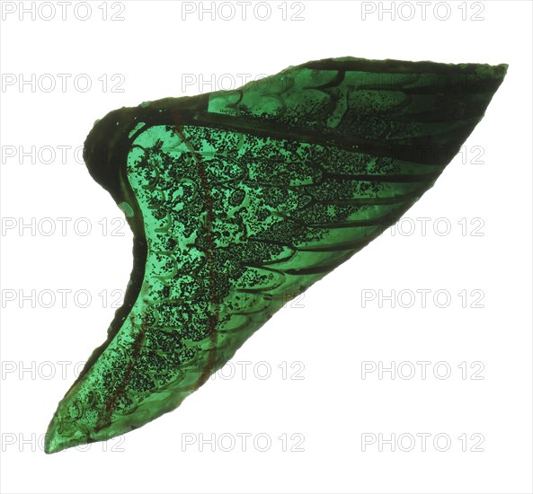 Glass Fragment