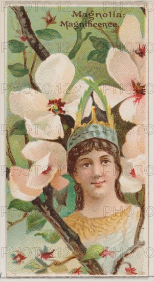 Magnolia: Magnificence, from the series Floral Beauties and Language of Flowers (N75) for Duke brand cigarettes, 1892.