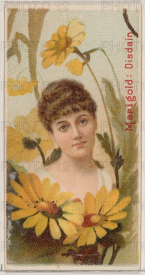 Marigold: Disdain, from the series Floral Beauties and Language of Flowers (N75) for Duke brand cigarettes, 1892.