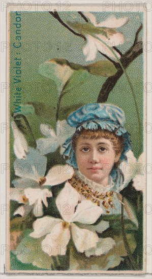 White Violet: Candor, from the series Floral Beauties and Language of Flowers (N75) for Duke brand cigarettes, 1892.