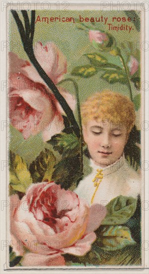 American Beauty Rose: Timidity, from the series Floral Beauties and Language of Flowers (N75) for Duke brand cigarettes, 1892.
