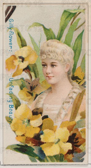 Gilly-flower: Unfading Beauty, from the series Floral Beauties and Language of Flowers (N75) for Duke brand cigarettes, 1892.