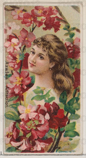 Azalea: Attraction, from the series Floral Beauties and Language of Flowers (N75) for Duke brand cigarettes, 1892.