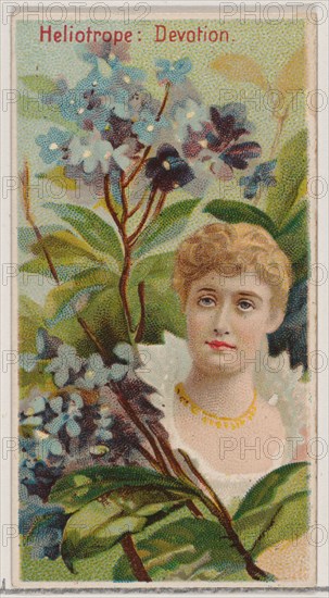 Heliotrope: Devotion, from the series Floral Beauties and Language of Flowers (N75) for Duke brand cigarettes, 1892.