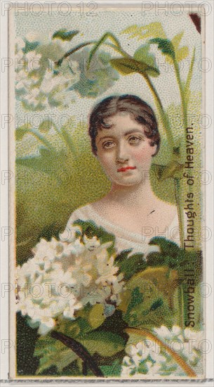 Snowball: Thoughts of Heaven, from the series Floral Beauties and Language of Flowers (N75) for Duke brand cigarettes, 1892.