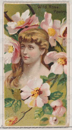 Wild Rose: Poetry, from the series Floral Beauties and Language of Flowers (N75) for Duke brand cigarettes, 1892.