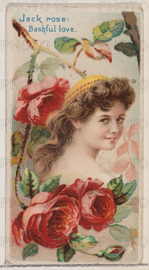 Jack Rose: Bashful Love, from the series Floral Beauties and Language of Flowers (N75) for Duke brand cigarettes, 1892.