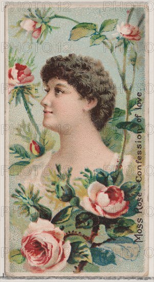 Moss Rose: Confession of Love, from the series Floral Beauties and Language of Flowers (N75) for Duke brand cigarettes, 1892.