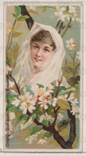 Orange Blossom: Maidenly Reserve, from the series Floral Beauties and Language of Flowers (N75) for Duke brand cigarettes, 1892.