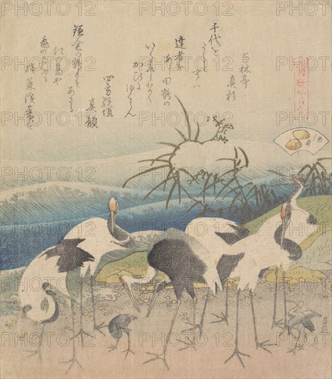 Ashi Clam, from the series "Genroku Kasen Kai-awase", 1821.