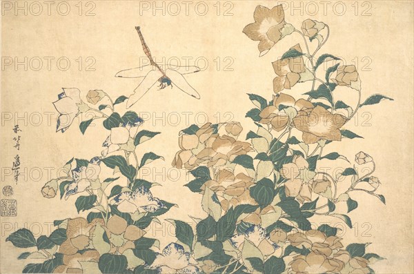 Dragonfly and Bellflower, late 1820s.