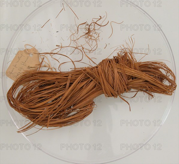 Bundle of Grass, Coptic, 580-640.