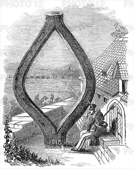 Curious Oak at Baden-Baden, 1844. Creator: Unknown.
