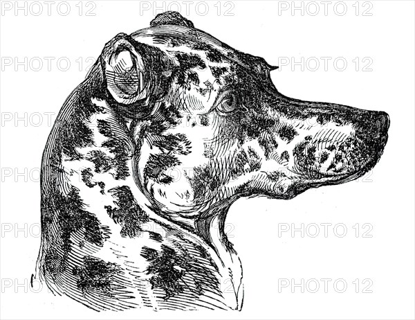Head of the Dalmatian Dog, 1844. Creator: Unknown.