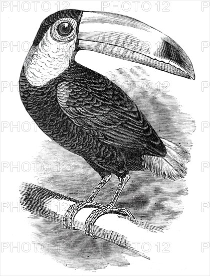 Toucan, at the Surrey Zoological Gardens, 1844.  Creator: Unknown.