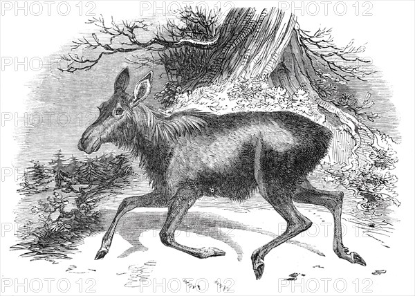 Moose deer, at the Surrey Zoological Gardens, 1844.  Creator: Unknown.