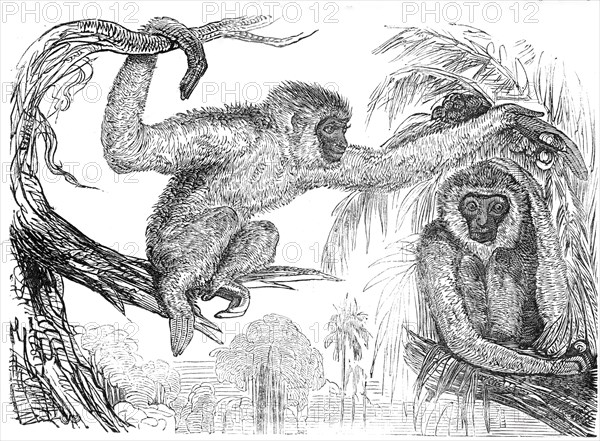 The "Wou-wou", or silvery gibbons, 1845. Creator: Unknown.