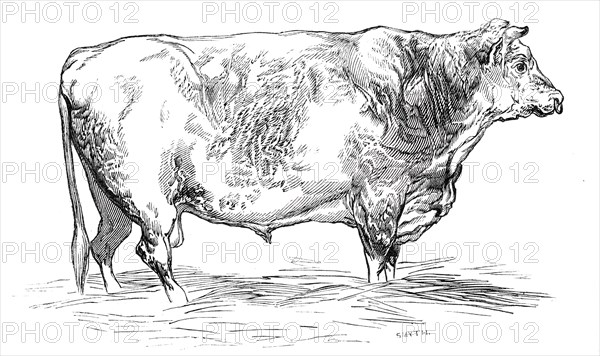 Mr. J. Cooper's short-horned bull, 1844. Creator: Unknown.