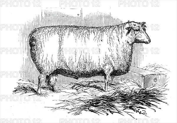Mr. J. Linton's Lincoln and Leicester Ewe, 1844. Creator: Unknown.