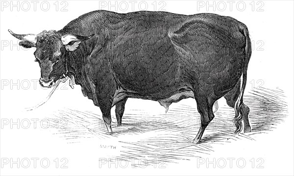 Mr. G. Turner's Devon bull, 1844. Creator: Unknown.