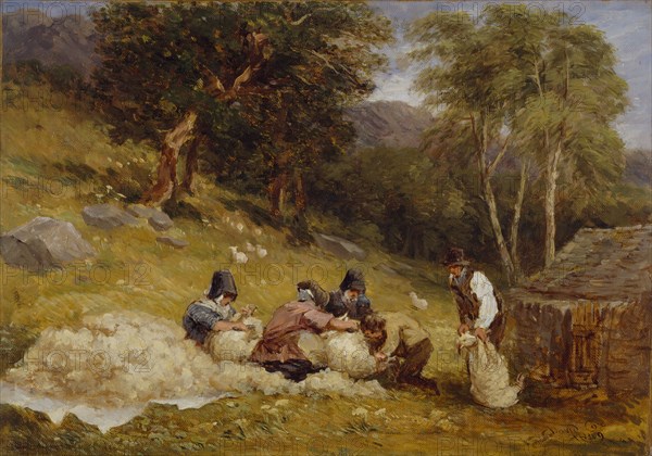 Sheep Shearing