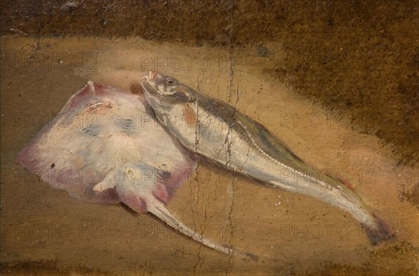 Study of Fish - Skate and Cod