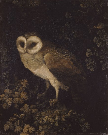 An Owl