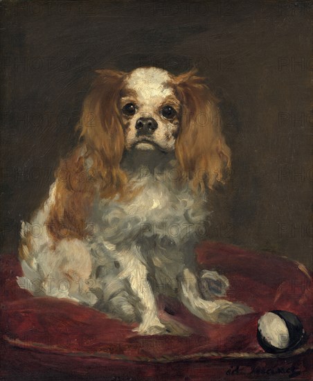 A King Charles Spaniel