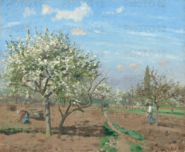 Orchard in Bloom