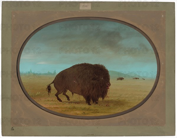 Wounded Buffalo Bull