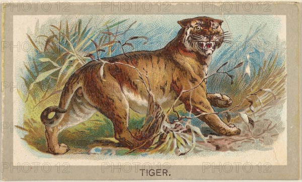 Tiger