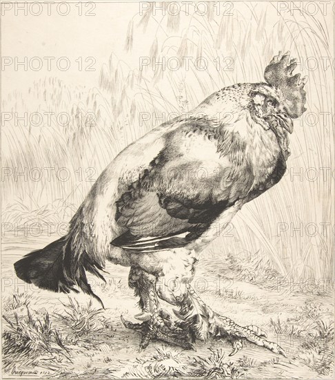 The Old Cock