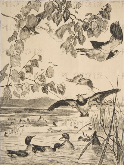 Vanneaux et Sarcelles