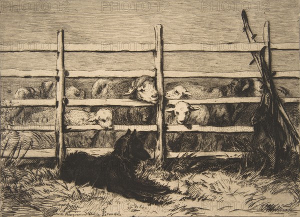 Moutons parqués