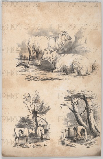 Vignette with two sheep