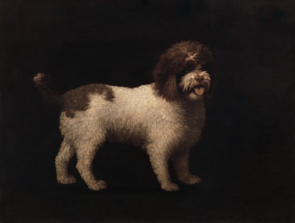 Water Spaniel, 1769.