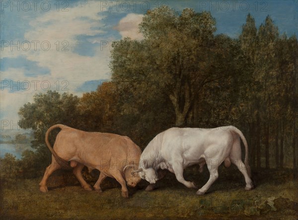 Bulls Fighting, 1786.