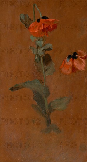 Study of Poppies;Poppies, 1832. Formerly attributed to John Constable
