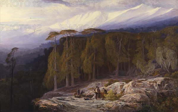 The Forest of Valdoniello, Corsica, 1869.