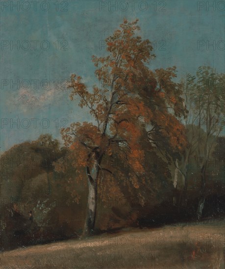 Study of an Ash Tree, between 1801 and 1803 or between 1810 and 1830.